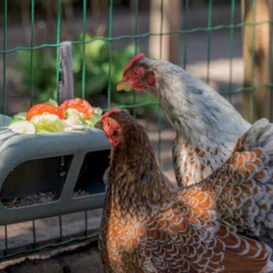 Mangeoire à fixer poules