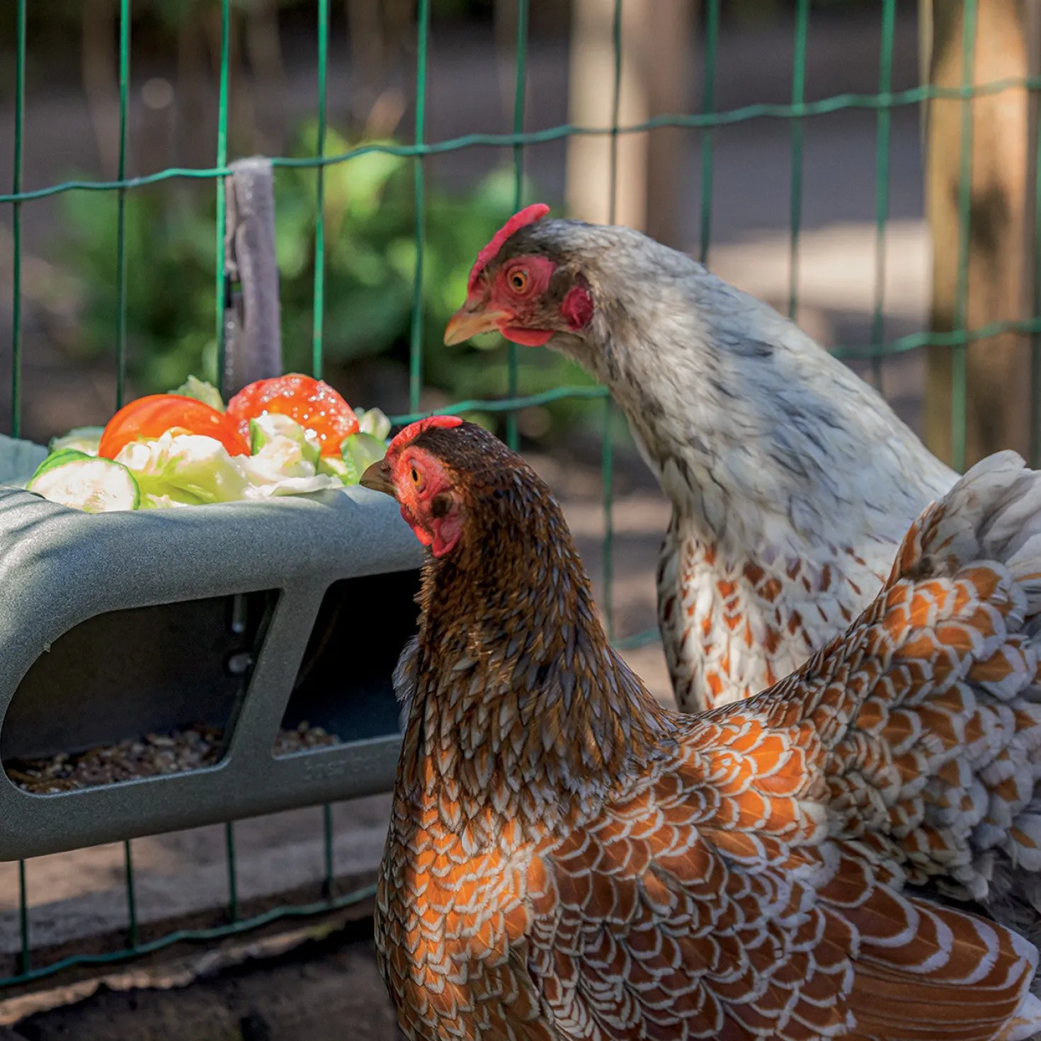 Mangeoire à fixer poules