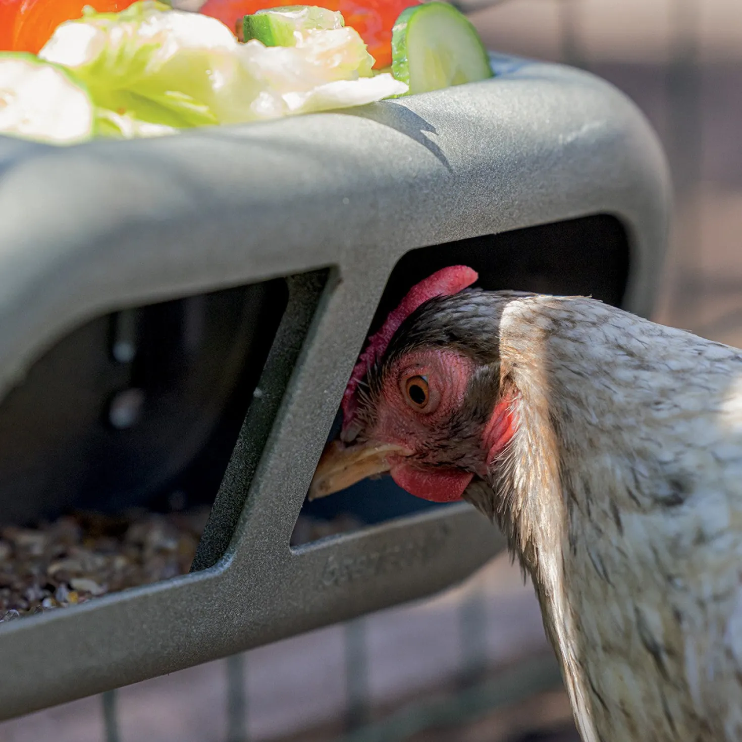 Mangeoire à fixer poules