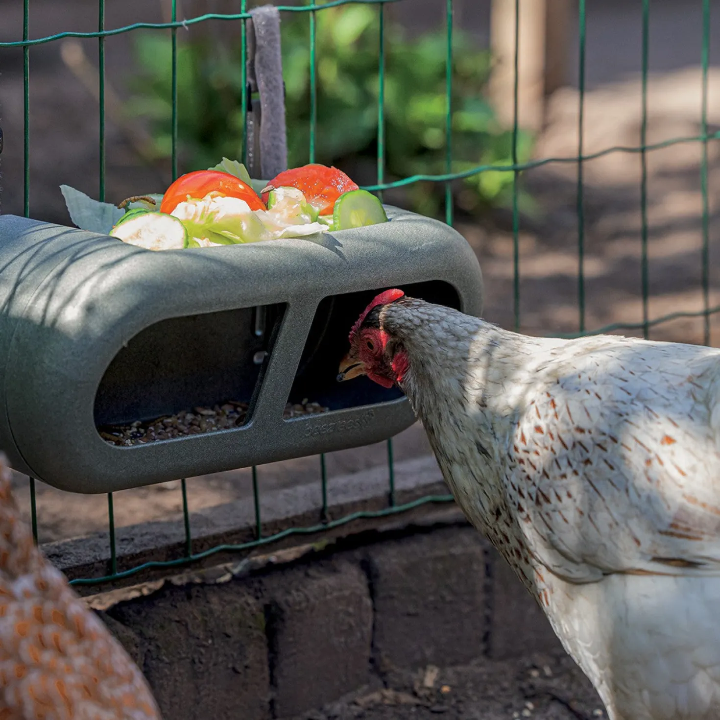 Mangeoire à fixer poules