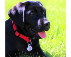 Médaille Petlink chien, chat