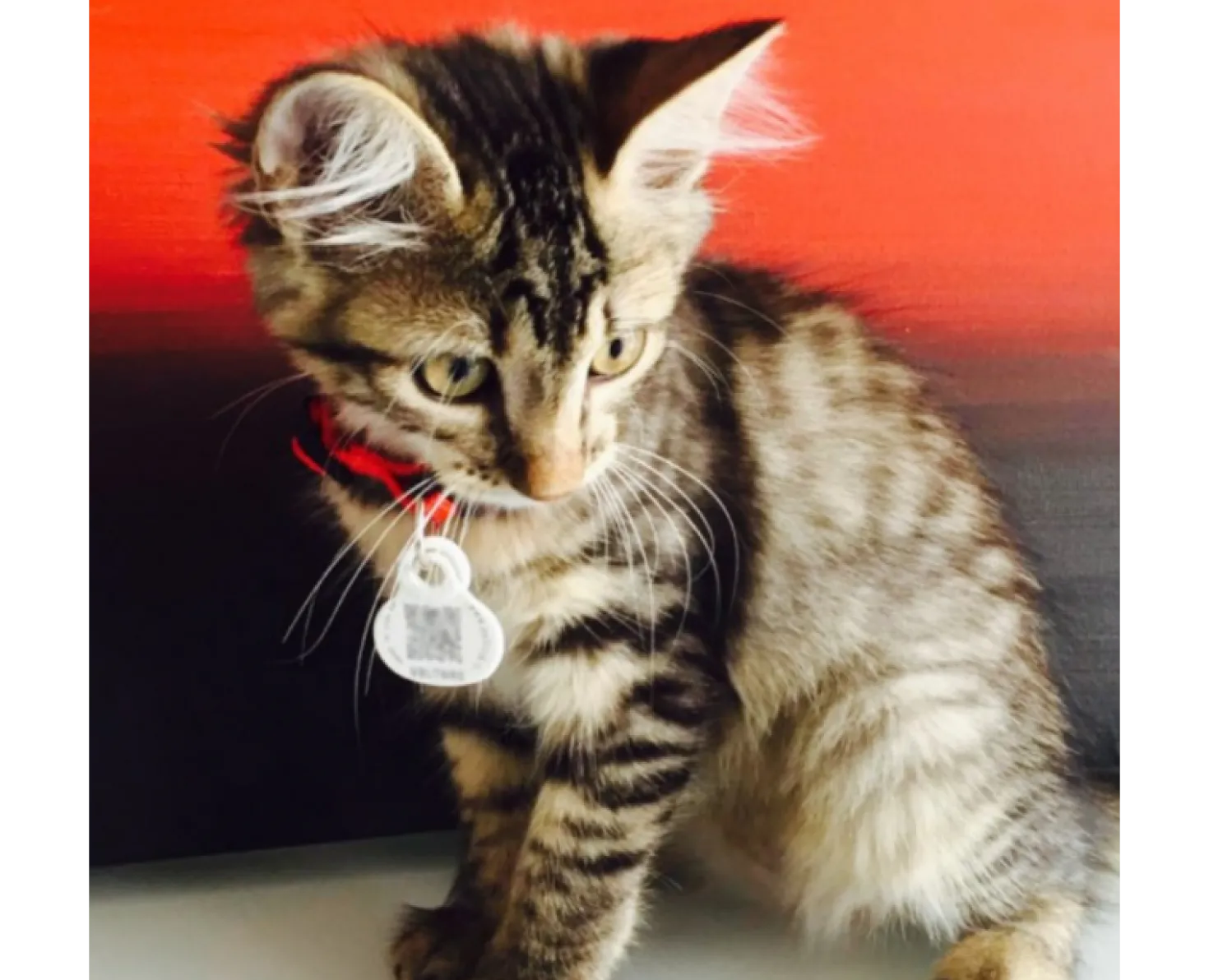 Médaille Petlink chien, chat