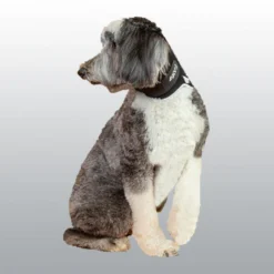 Minerve Balto Eco chien