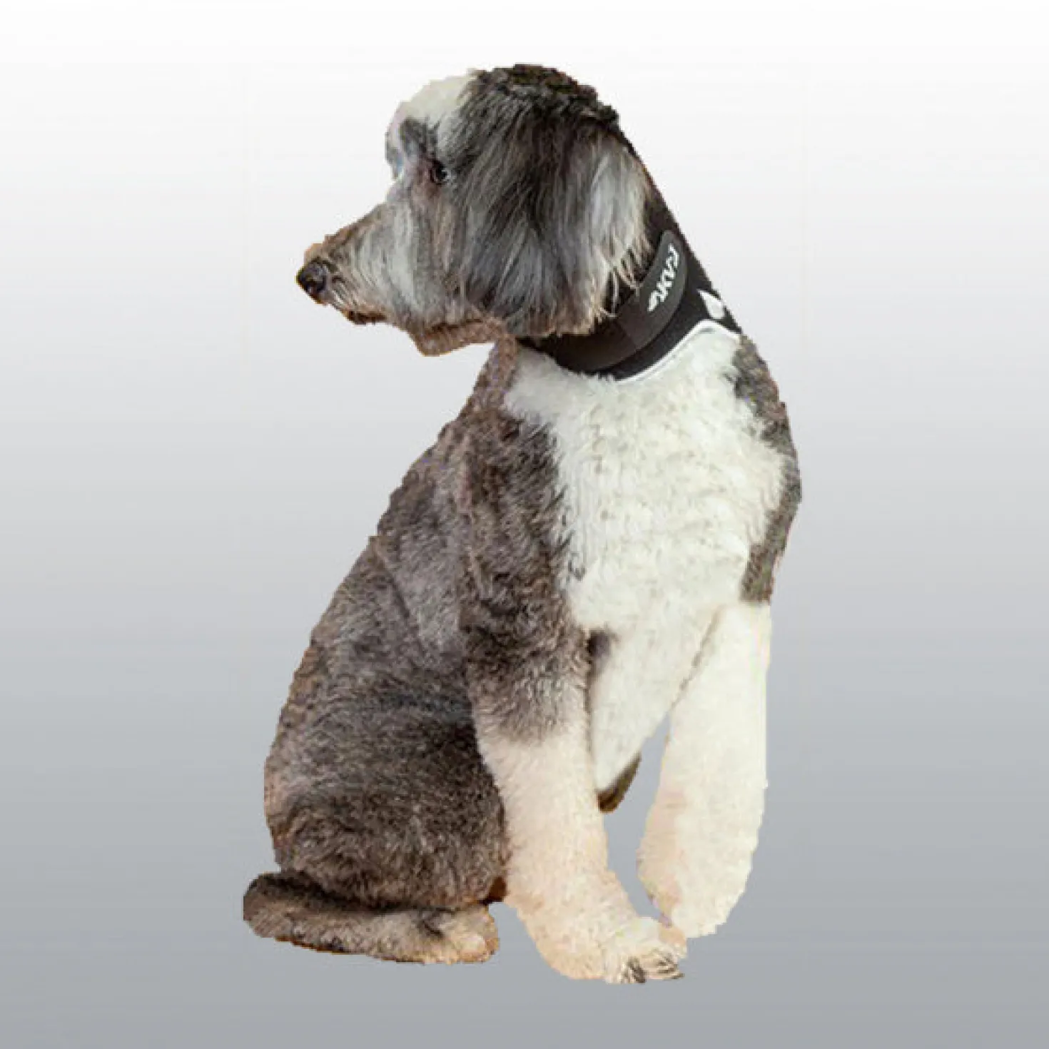 Minerve Balto Eco chien