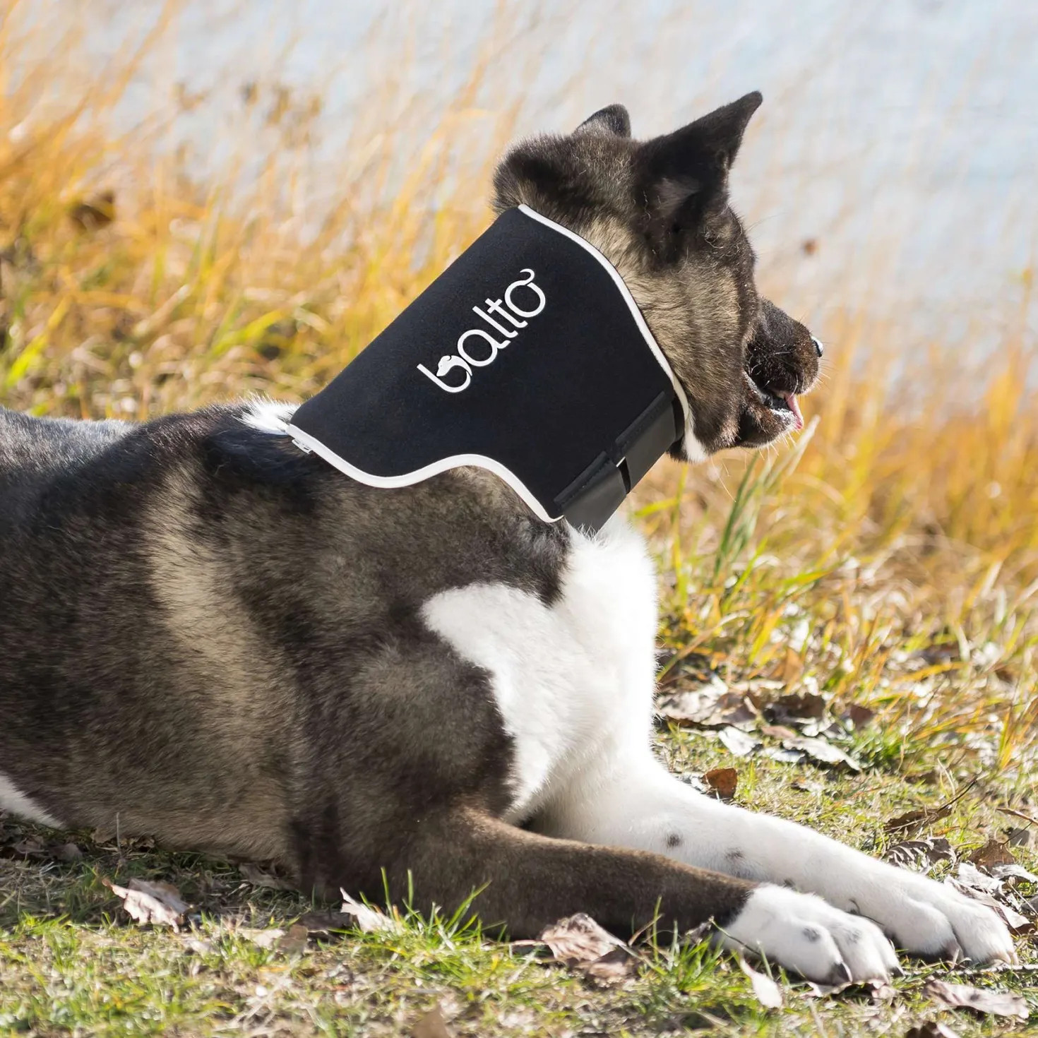Minerve Balto Eco chien