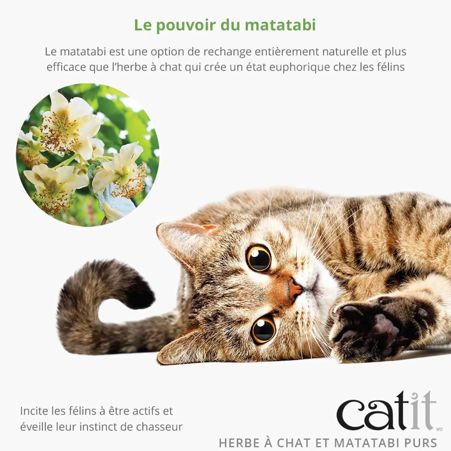 Mélange pur d'herbe à chat et matatabi