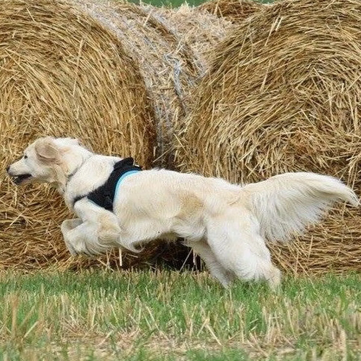 Multi Harnais Classic chien