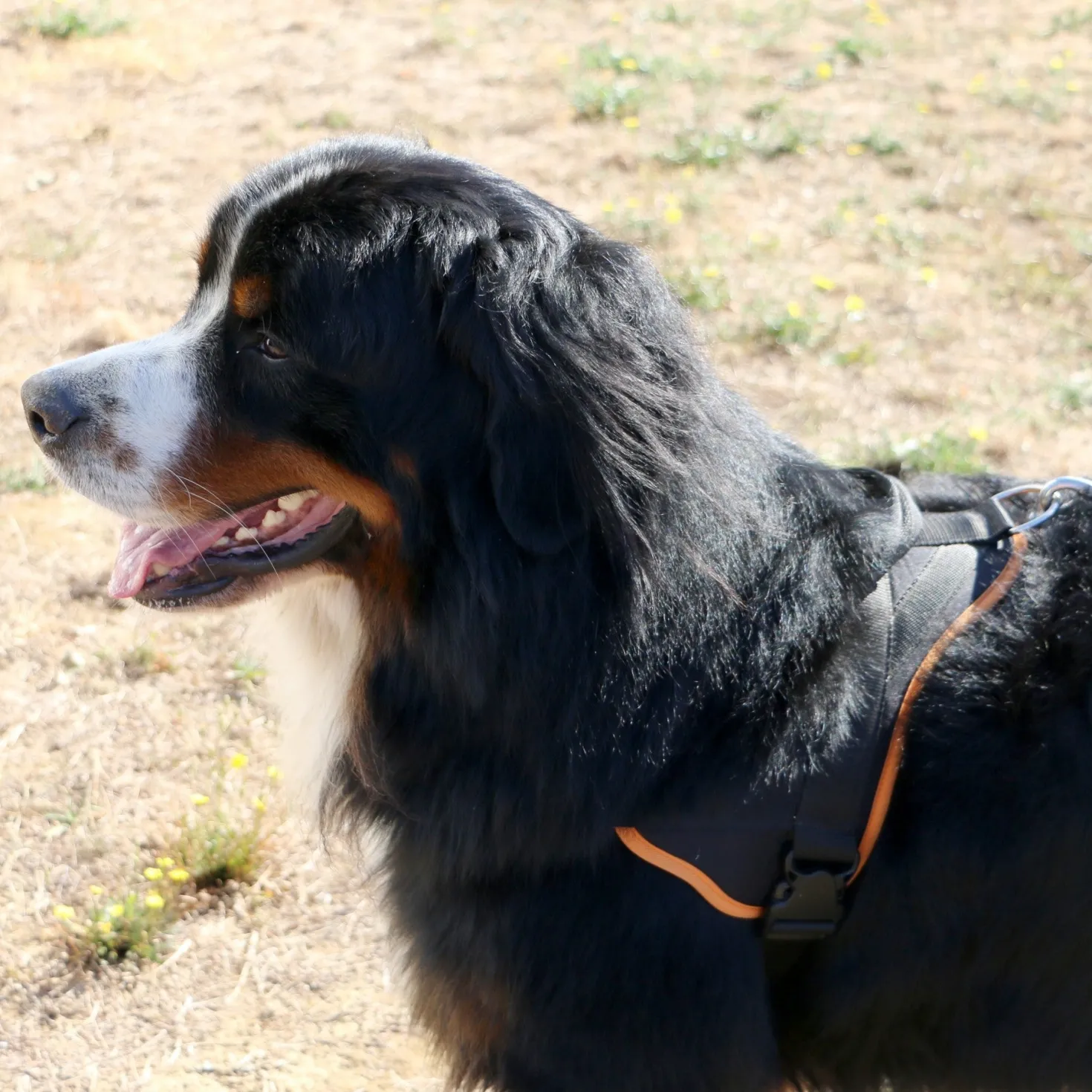 Multi Harnais Classic chien