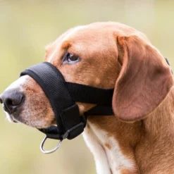 Muselière de dressage rembourrée chien