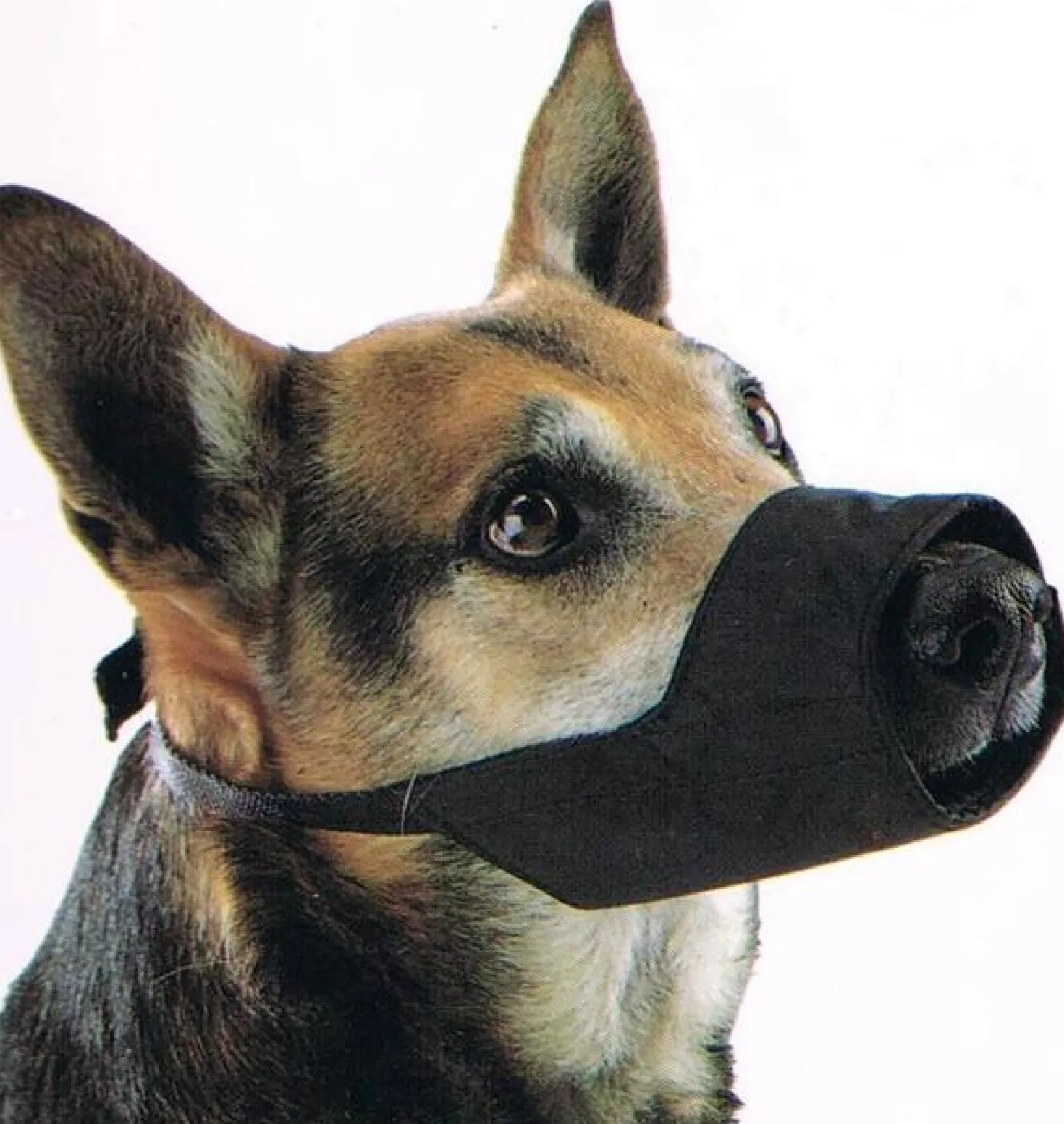 Muselière Nylon Kruuse chien