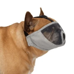 Muselière pour museau court chien
