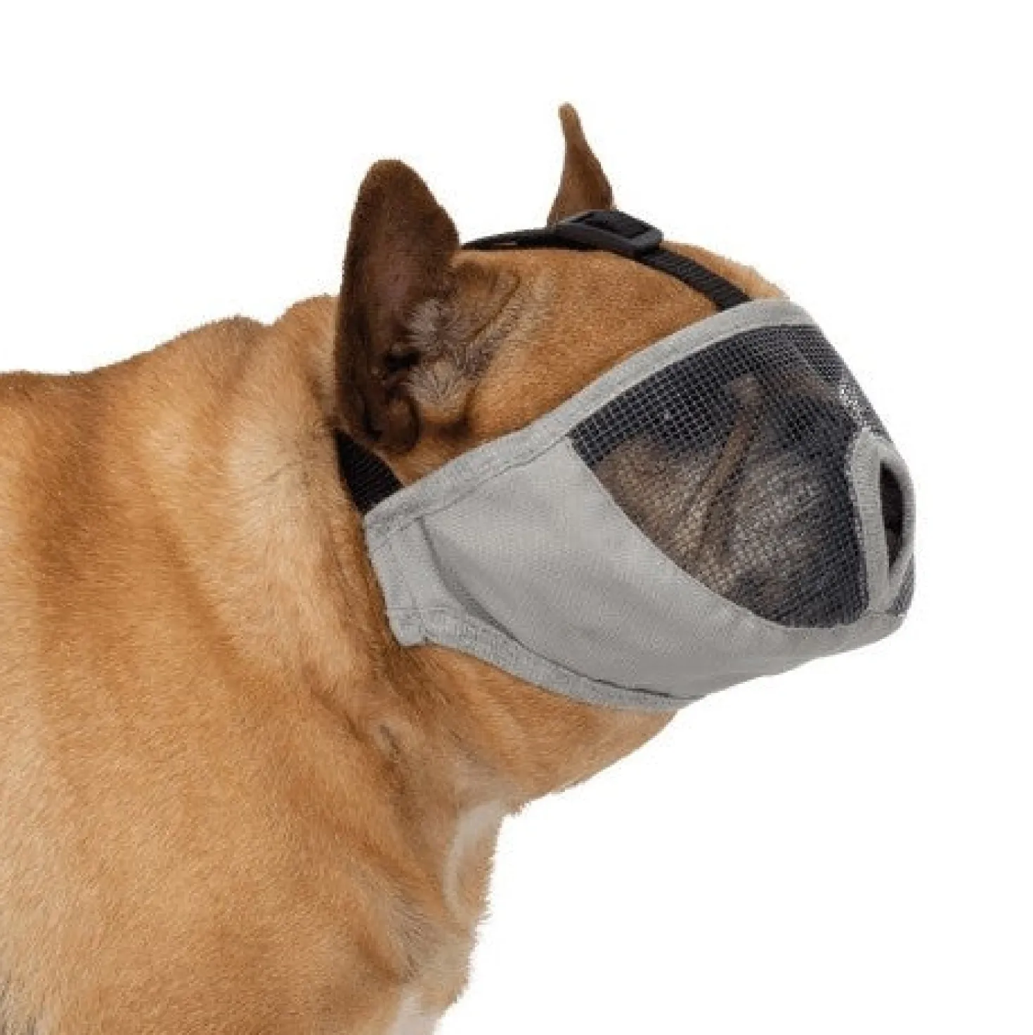 Muselière pour museau court chien