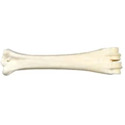 Os au calcium
