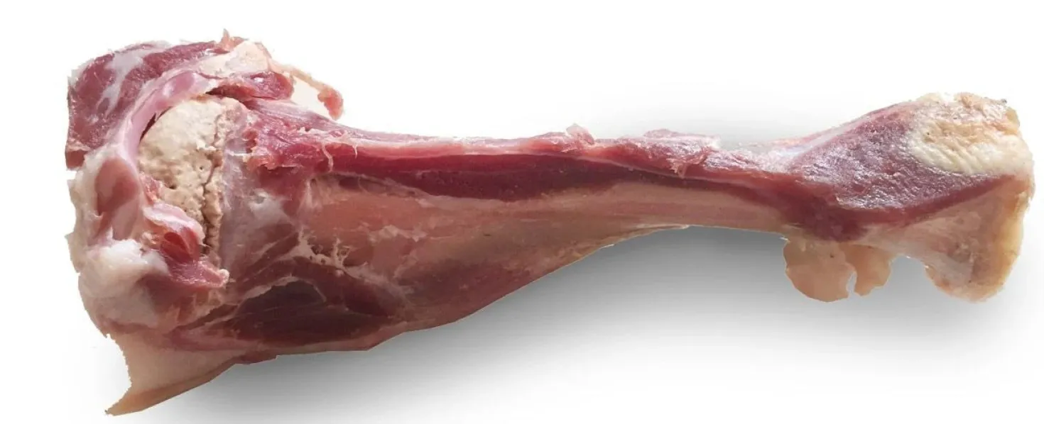 Os jambon de parme chien