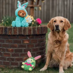Ours Bunny Barry chien