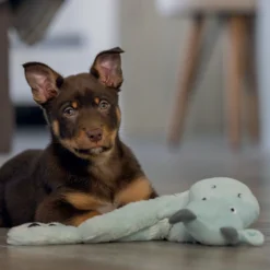 Peluche Dragon chiot