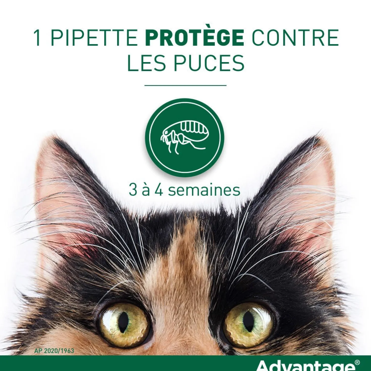 Pipettes Advantage chat, lapin