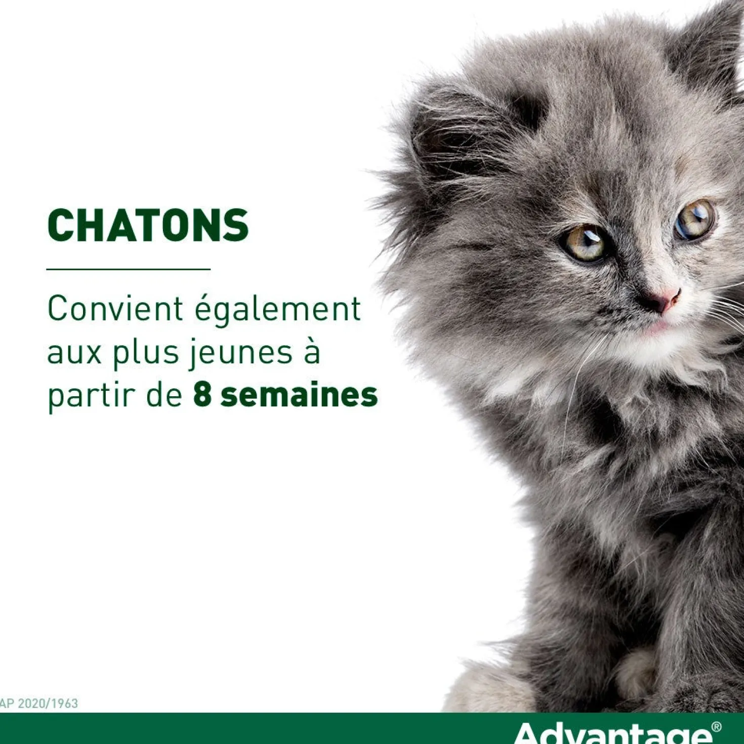Pipettes Advantage chat, lapin