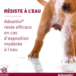 Pipettes Advantix chien