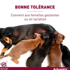 Pipettes Advantix chien