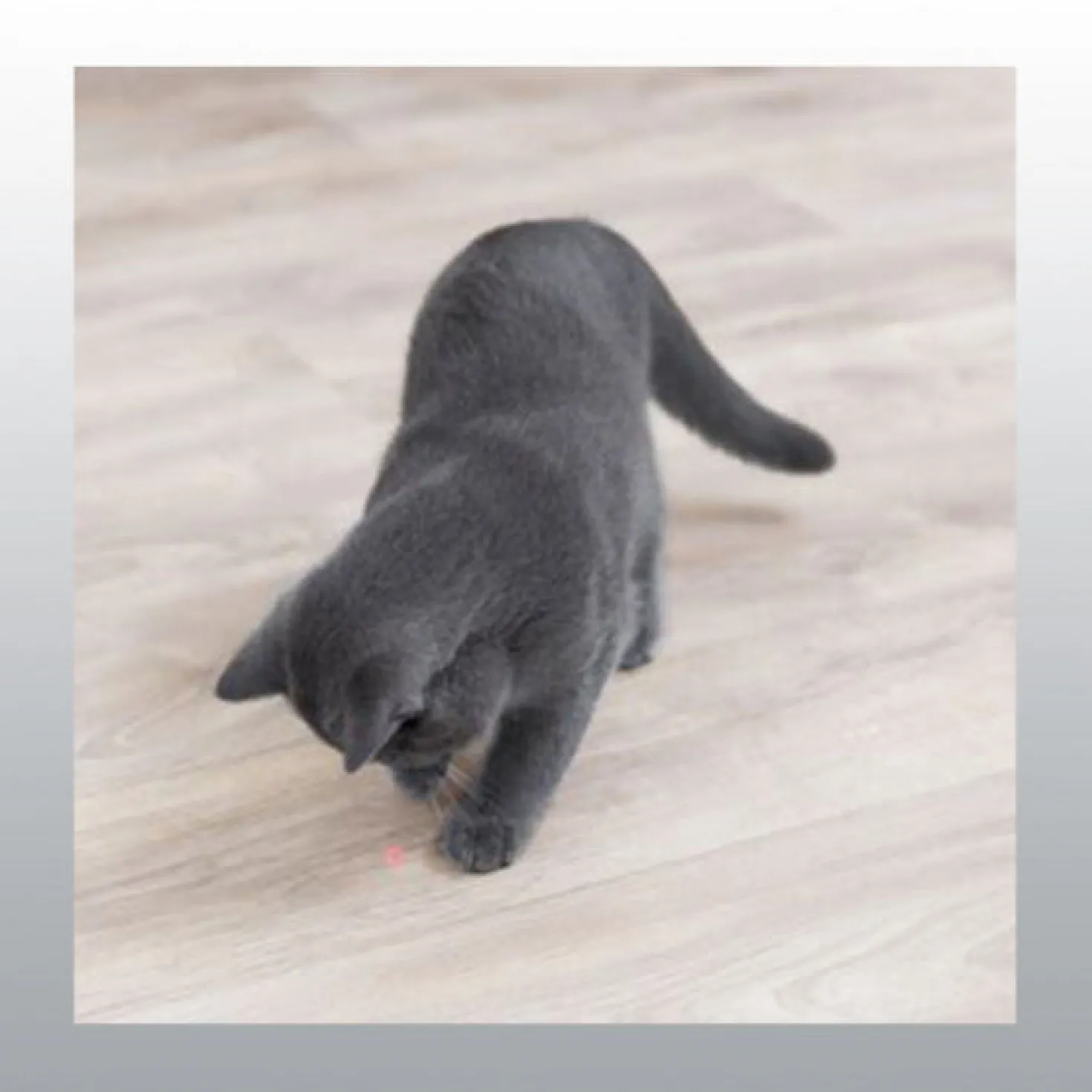Pointeur laser moving light pour chat