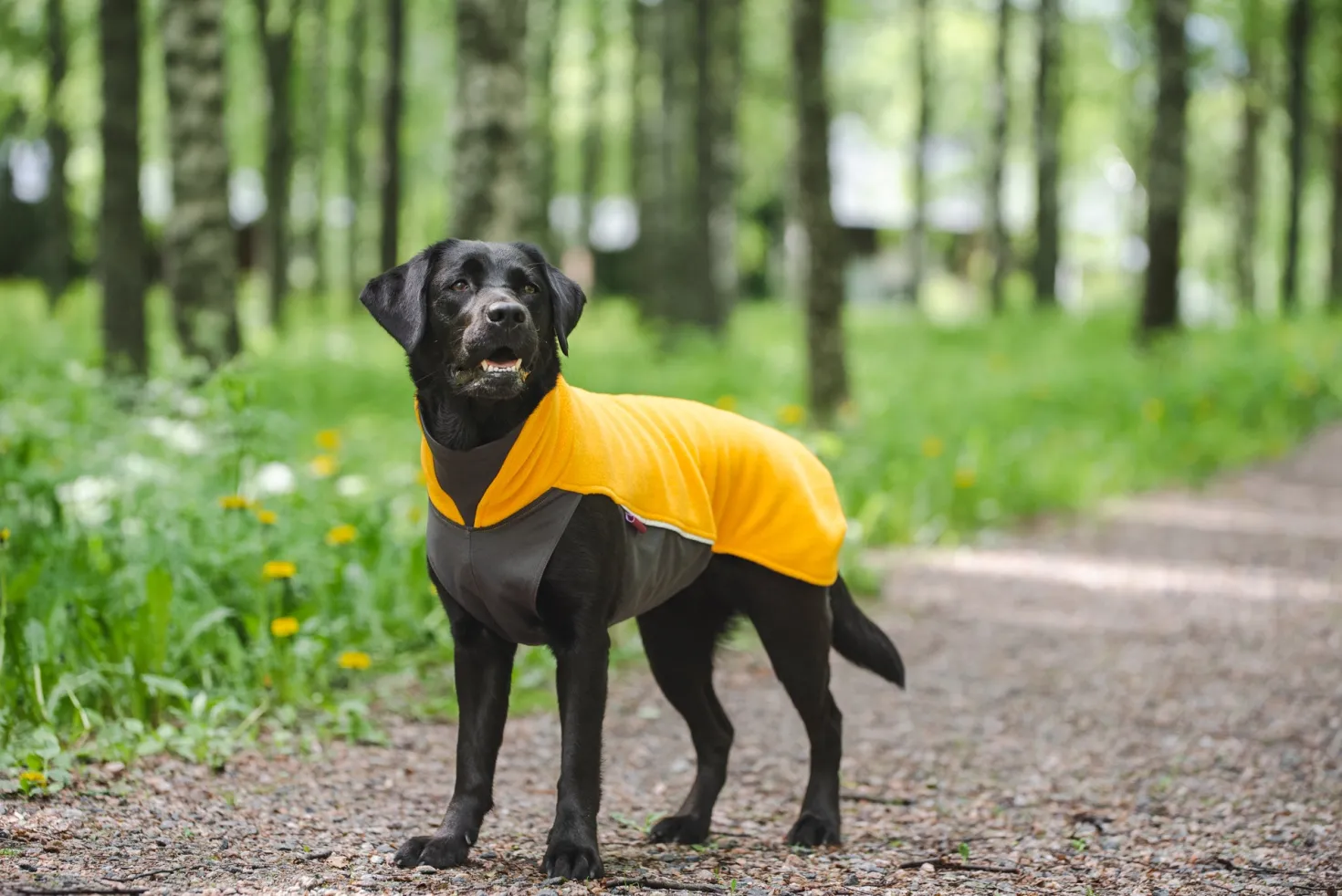 Pomppa Jumppa Curry manteau polaire chien