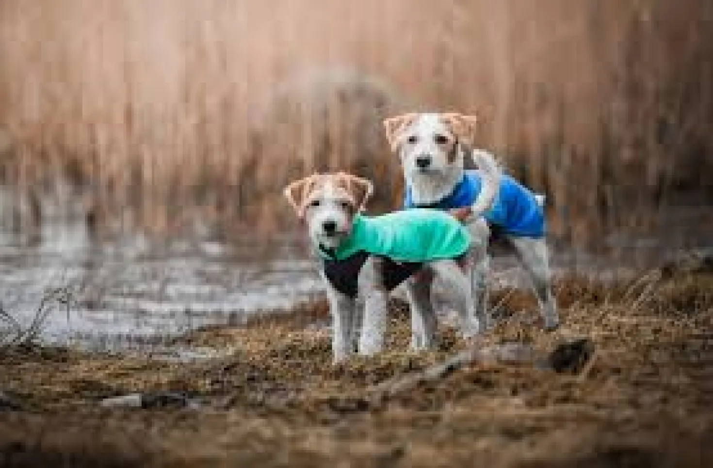 Pomppa Jumppa manteau polaire pour chien Mint