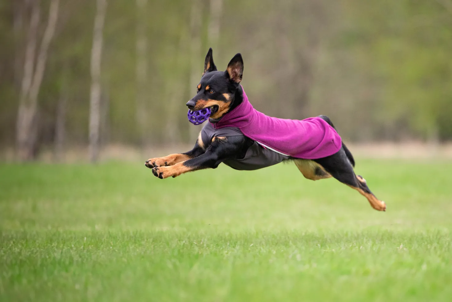 Pomppa Jumppa Plum manteau polaire pour chien