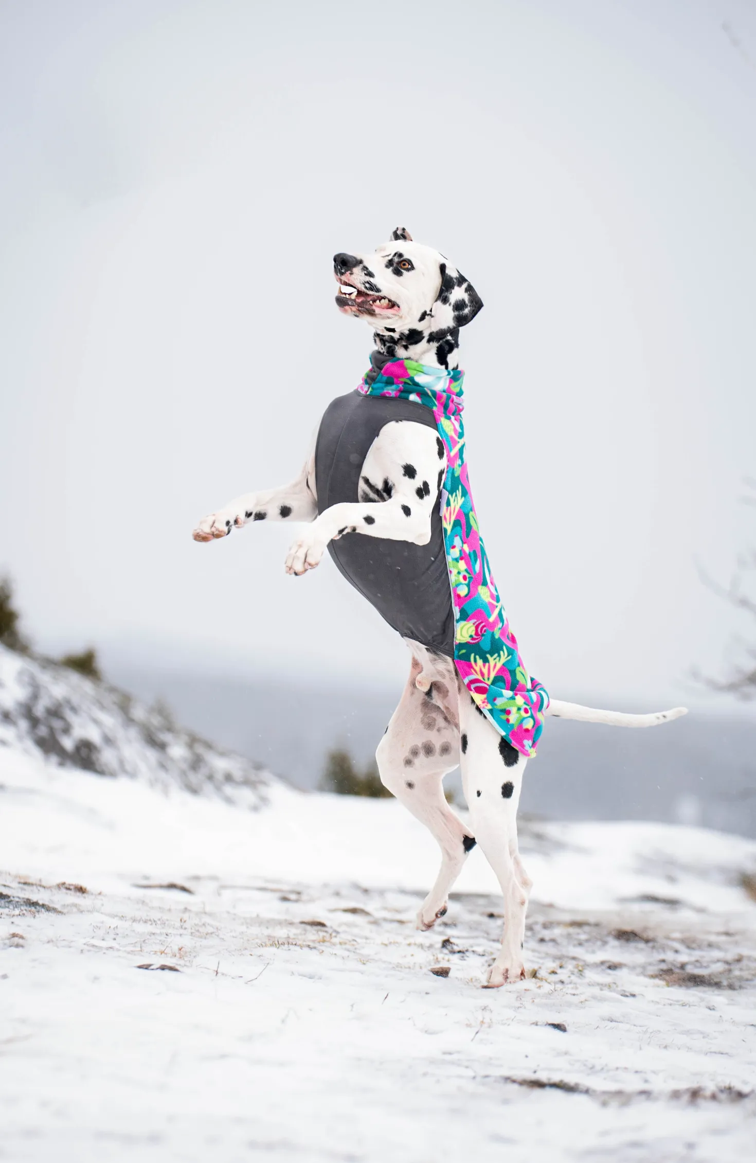 Pomppa Jumppa Trail manteau polaire chien