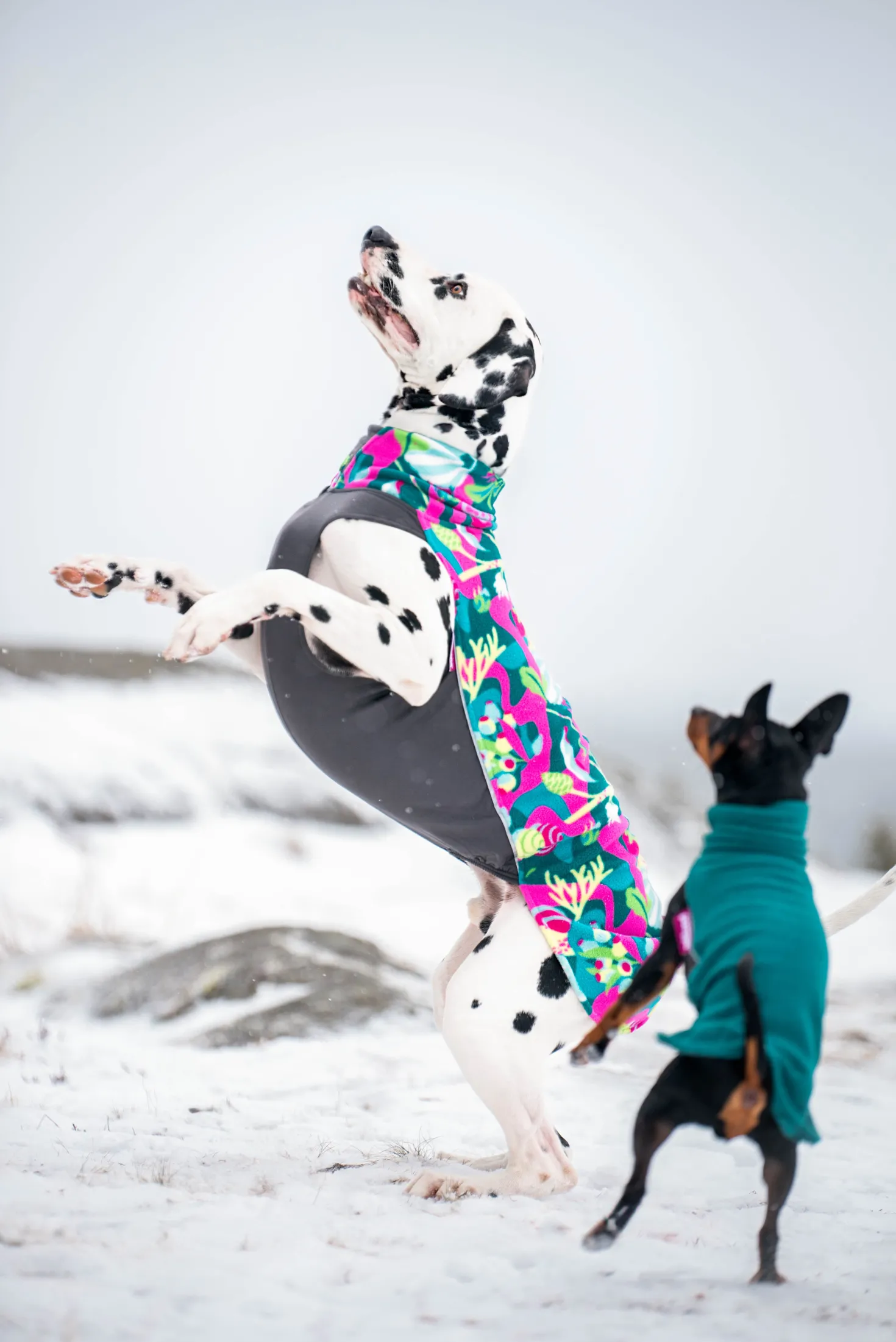 Pomppa Jumppa Trail manteau polaire chien