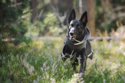 Pomppa Kevyt Graphite manteau imperméable chien