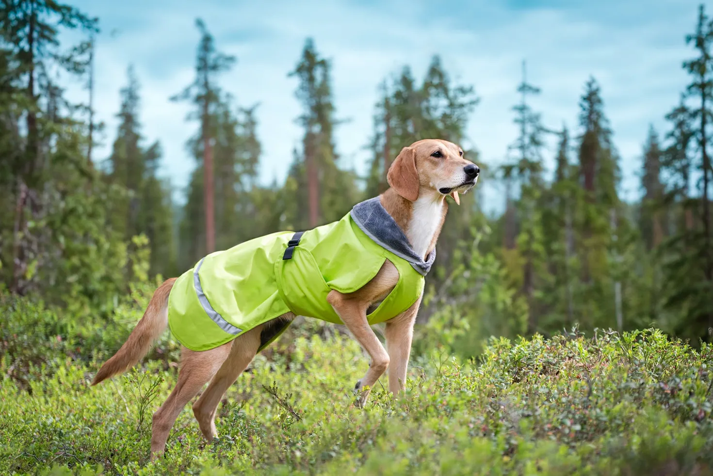 Pomppa Kevyt Lime manteau imperméable chien