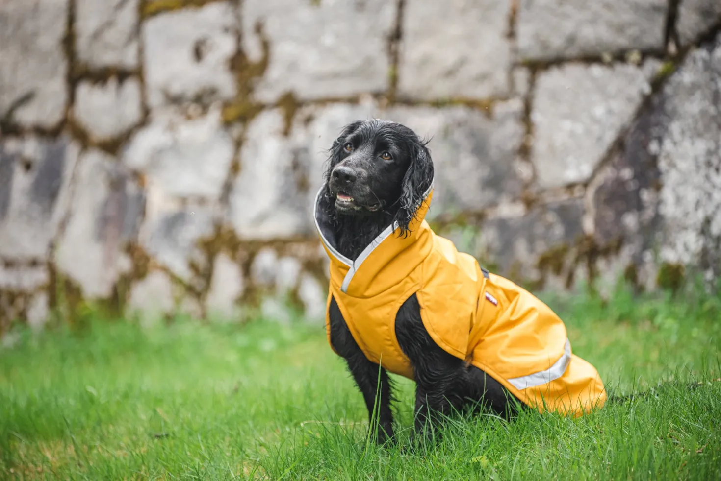 Pomppa Kevyt manteau imperméable pour chien Curry