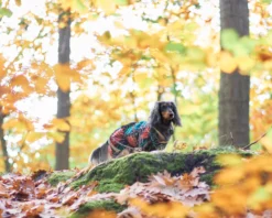 Pomppa Kevyt manteau imperméable pour chien Kartta