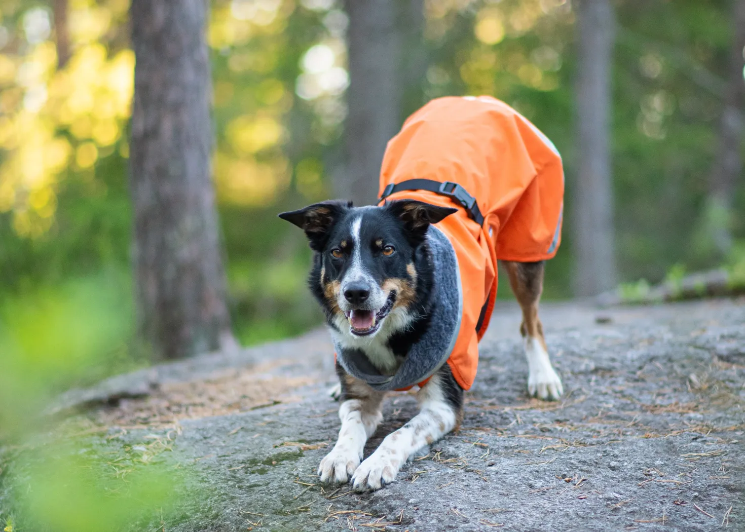 Pomppa Kevyt manteau imperméable pour chien Orange