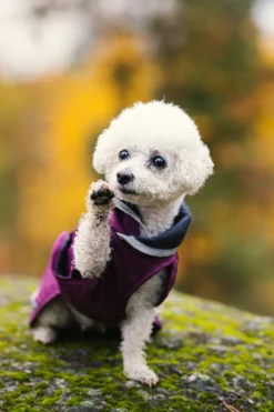 Pomppa Kevyt Plum manteau imperméable chien