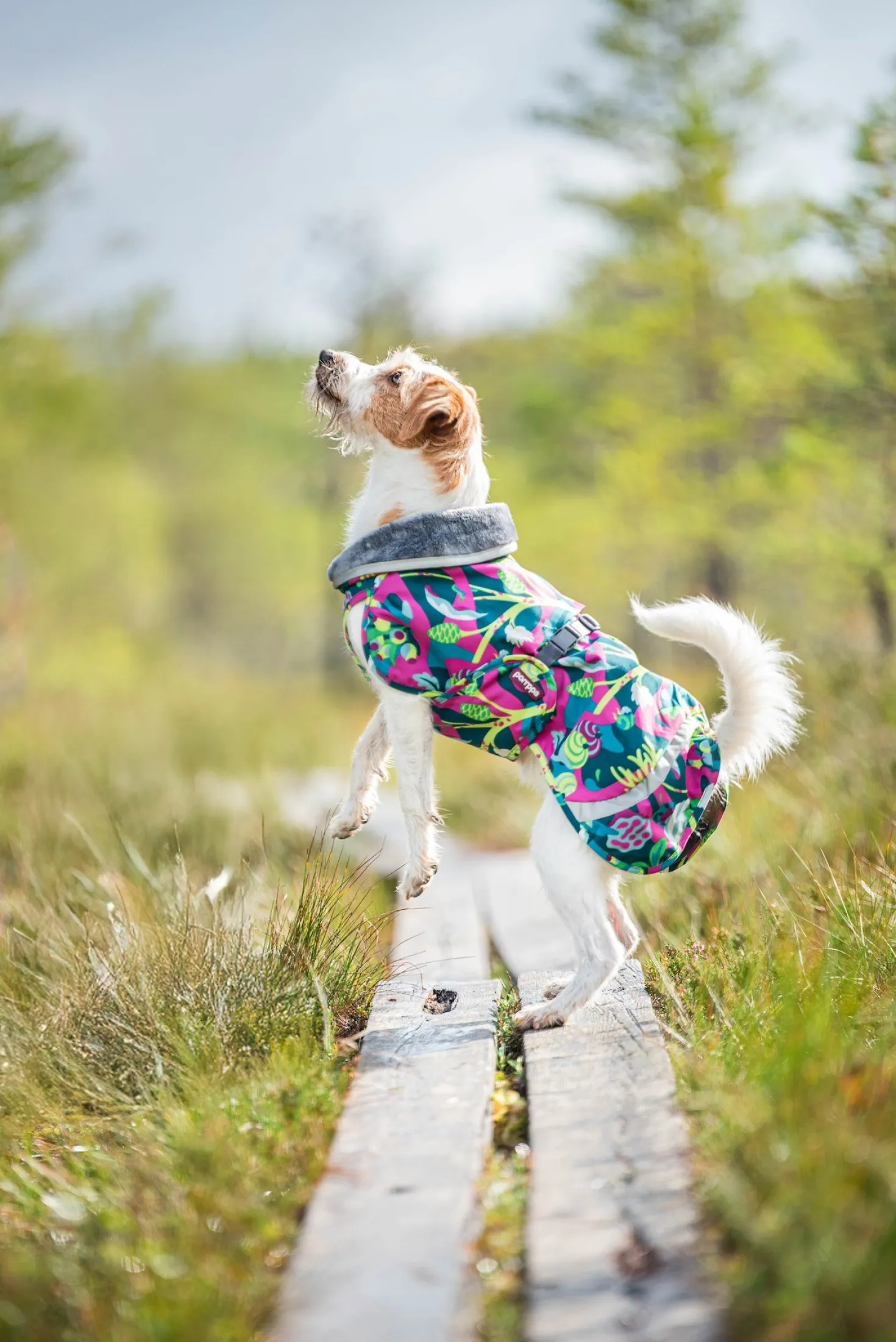 Pomppa Kevyt Trail manteau imperméable chien