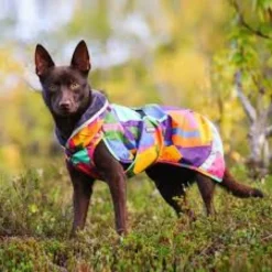 Pomppa Perus Kymppi manteau imperméable chien