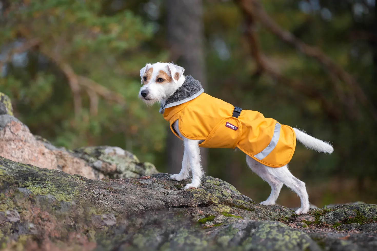 Pomppa Perus manteau imperméable pour chien Curry