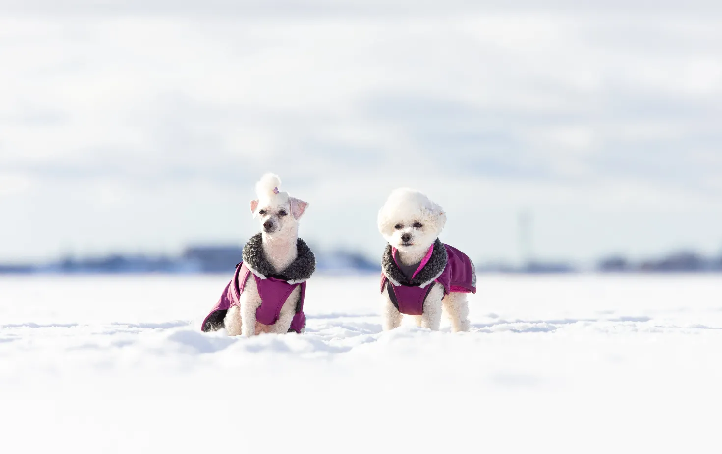 Pomppa Perus manteau imperméable pour chien Plum