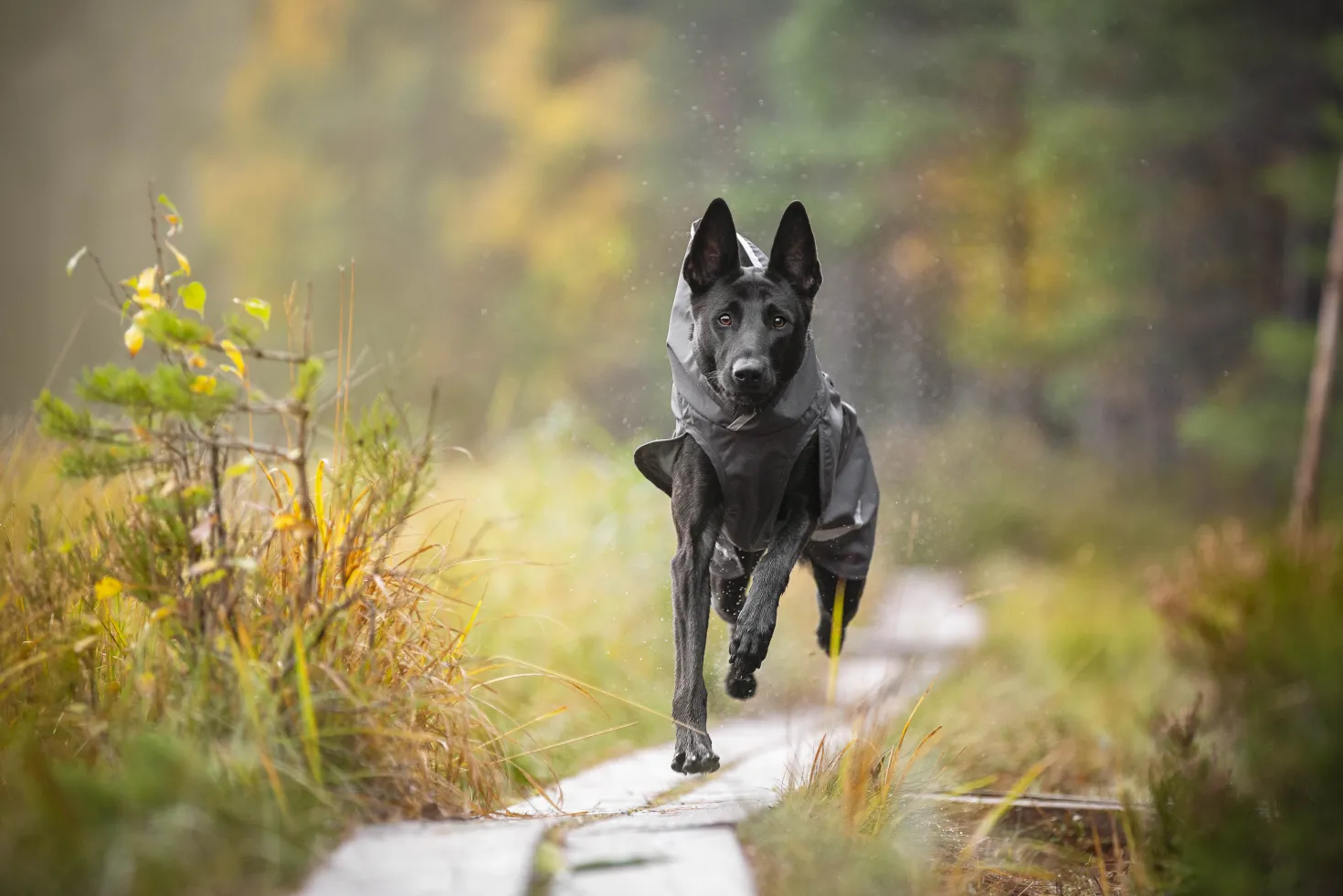 Pomppa Sade Graphite manteau imperméable chien