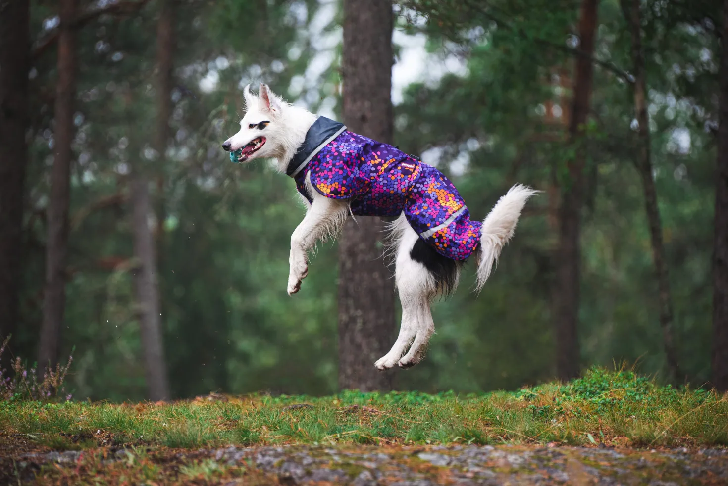 Pomppa Sade manteau imperméable pour chien Cosmos