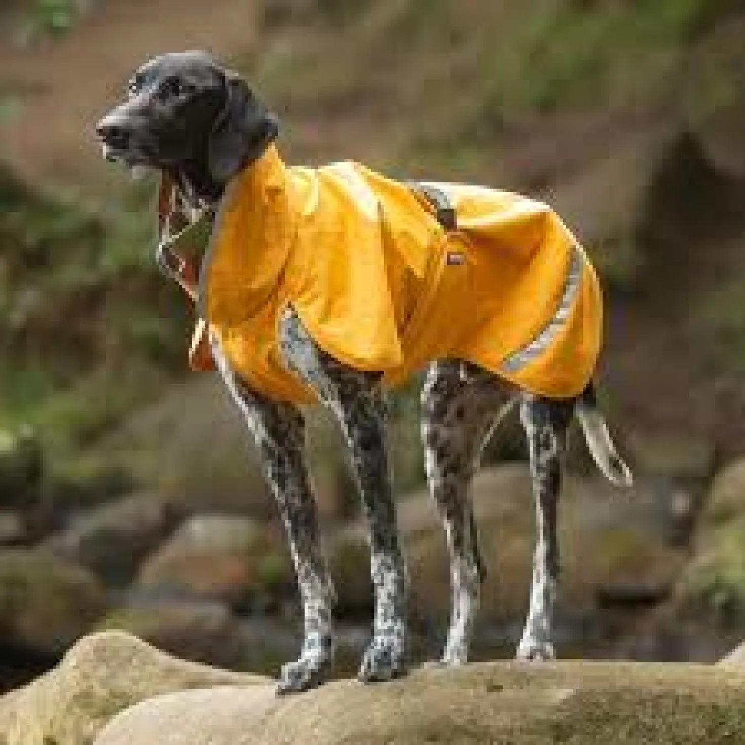 Pomppa Sade manteau imperméable pour chien Curry