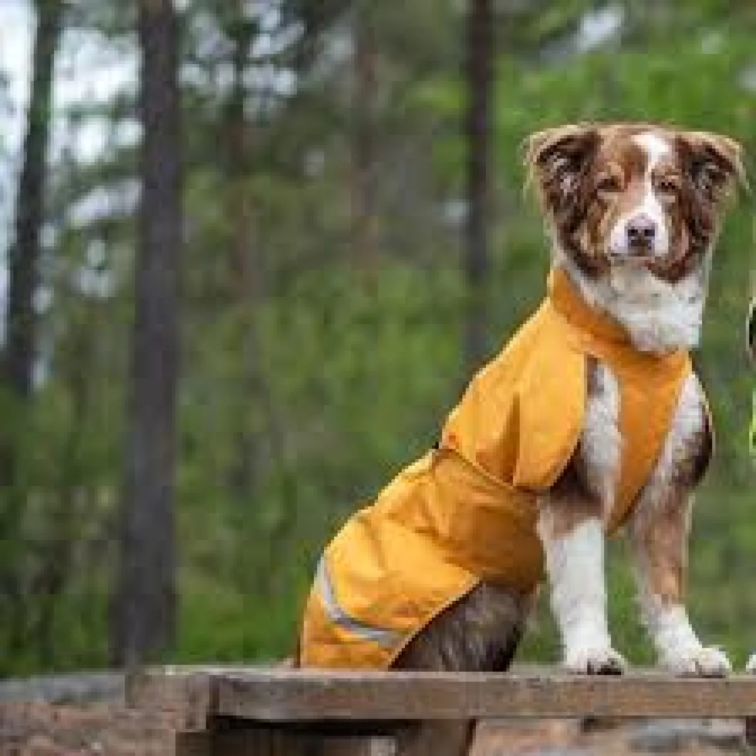 Pomppa Sade manteau imperméable pour chien Curry