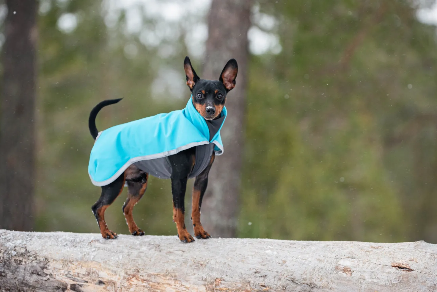 Pomppa Sportti Artic manteau imperméable et chaud chien