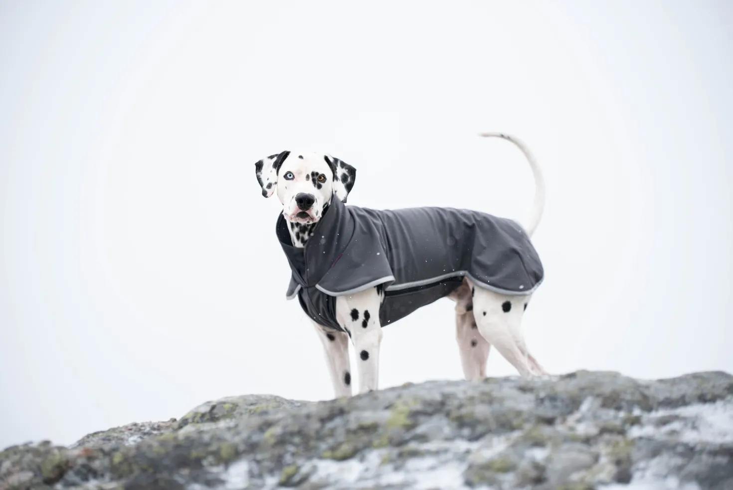 Pomppa Sportti Graphite manteau imperméable et chaud - chien