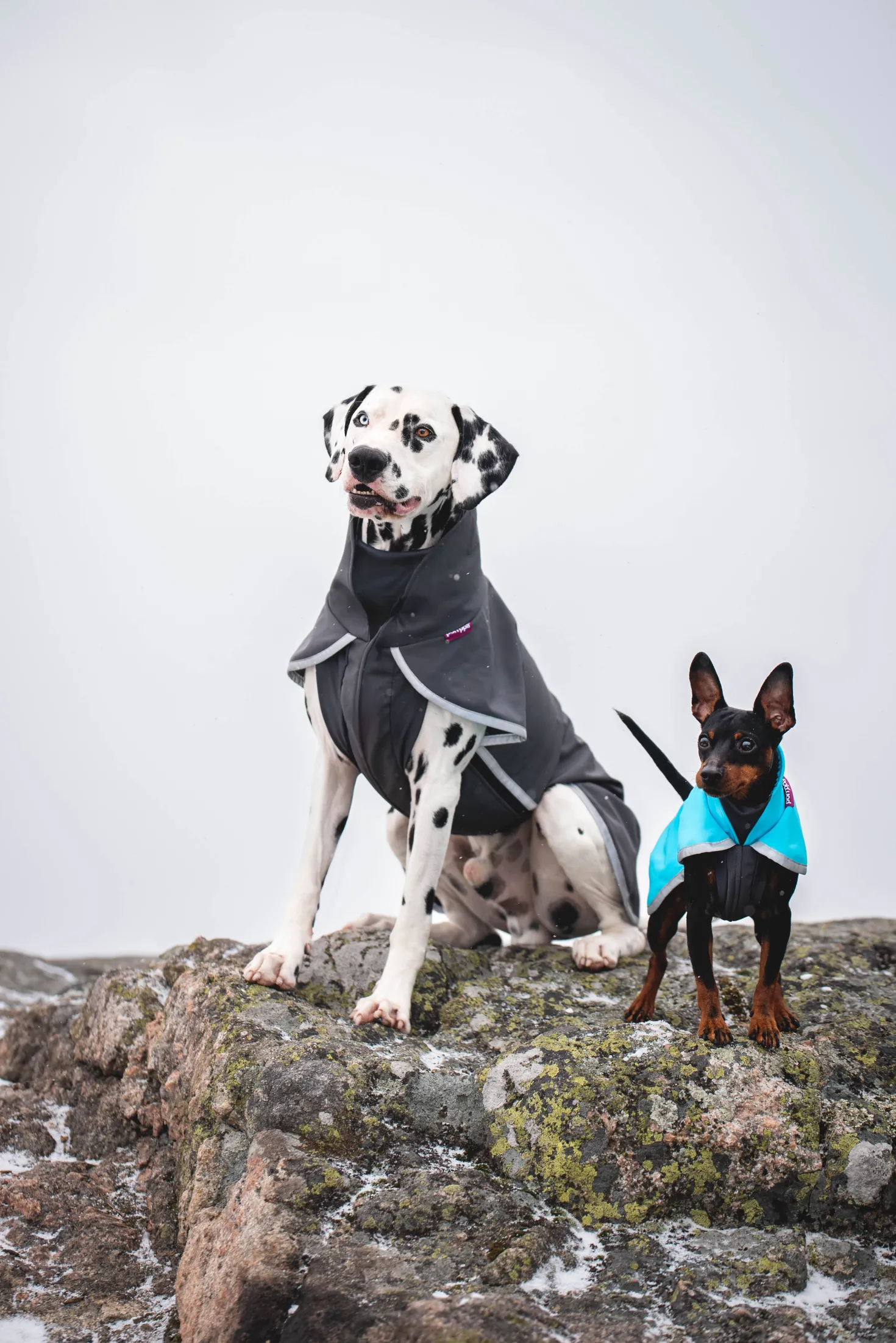 Pomppa Sportti Graphite manteau imperméable et chaud - chien