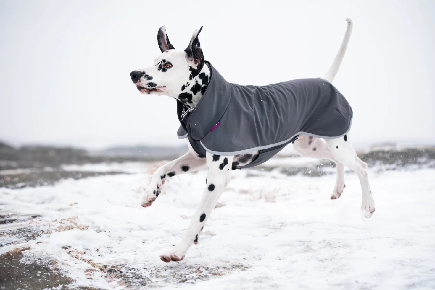Pomppa Sportti Graphite manteau imperméable et chaud - chien