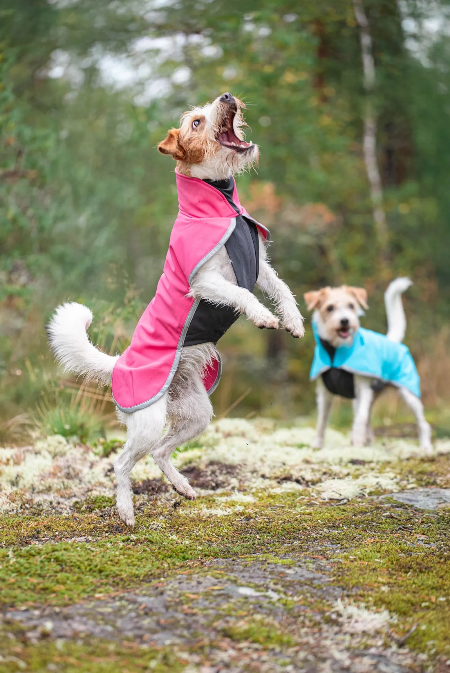 Pomppa Sportti Pink - manteau imperméable et chaud chien