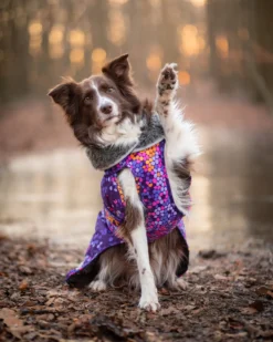 Pomppa Toppa Cosmos manteau imperméable doublé pour chien